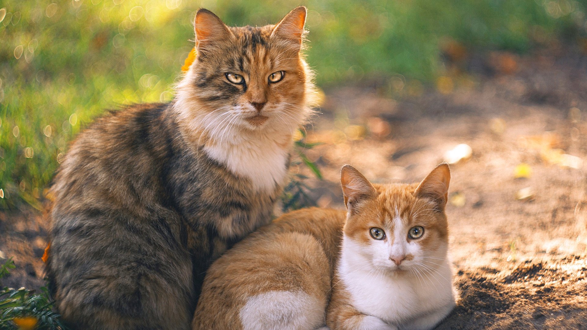 爱游戏在线娱乐官网-WRC安全工艺：确保赛车体验极致安全，wrc赛车有abs吗
