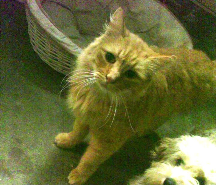 爱游戏体育官方网站-出台瑜伽行业标准，规范市场秩序，瑜伽经营